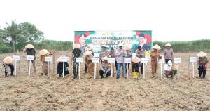 Polres Sergai Bersama Fokompimda lakukan penanaman Jagung Serentak*
