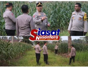Dukung Program Asta Cita Prabowo, Kapolres Langkat Tinjau Lahan Jagung di Asrama Polres