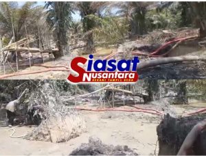 PETI Ilegal di Aruk: Ada Afiliasi dengan Oknum Penegak Hukum?