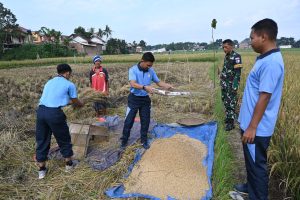 TNI AU Memperkuat Perannya Melalui Panen Raya Padi Bersama Petani Binaan Dirgantara Farm