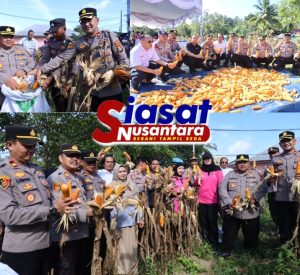 Kapolres Belitung Laksanakan Panen Jagung di Desa Badau, Wujud Sinergi Polri dan Masyarakat Dukung Ketahanan Pangan Nasional