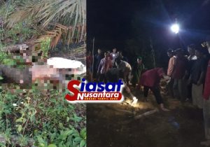 Ditemukan Tewas di Kebun Sawit, Pemburu Ular Asal Tempilang Diduga Tewas Digigit Ular: Polisi Tindaklanjuti Temuan Warga