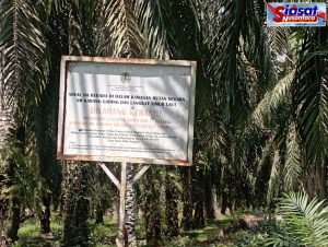 Hutan Konservasi Dicaplok, Hukum Mandul: Mafia Tanah Berkuasa di Langkat