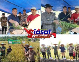 Bupati Beltim dan Belitung beserta Forkopimda Dampingi Gubernur Panen Padi di Dendang Beltim