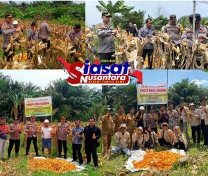 Wujudkan Program Ketahanan Pangan, Polsek Kandis Bersama Yayasan Sakai Mandiri Panen Raya Jagung Pipil