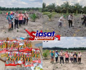 Dukung Program Swasembada Pangan Tahun 2025, Polres Belitung Gelar Penanaman Jagung di Lahan Pertanian PT Tri Selaras Agri
