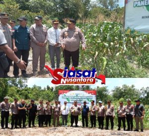 Polres Belitung Bersama Unsur Forkopimda Laksanakan Panen Raya  Jagung Serentak Kuartal Tiga, Dukung Swasembada Pangan Tahun 2025