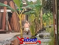 Warga Dadirejo Tirto Ubah Jalan Jadi Kebun Pisang Dadakan, Siap Panen Sebelum Perbaikan Jalan Tiba