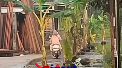 Warga Dadirejo Tirto Ubah Jalan Jadi Kebun Pisang Dadakan, Siap Panen Sebelum Perbaikan Jalan Tiba