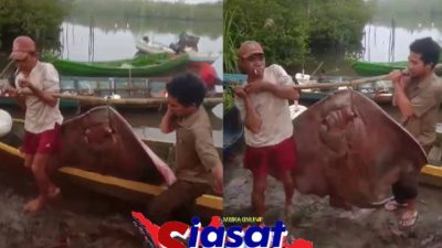 Ikan Pari 80 Kilogram Naik ke Perahu, Harapan Terakhir Nelayan Teluk Kelabat Dalam di Tengah Bayang Tambang