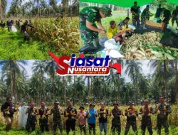 Panen Jagung Koramil 1301-07/Tabut jadi Momentum Perkuat Ketahanan Pangan di Kabupaten Sangihe