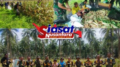 Panen Jagung Koramil 1301-07/Tabut jadi Momentum Perkuat Ketahanan Pangan di Kabupaten Sangihe