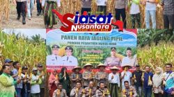 Panen Raya Jagung Pipil di Ponpes Nurul Huda LBJ, Dukung Ketahanan Pangan 2025