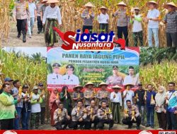 Panen Raya Jagung Pipil di Ponpes Nurul Huda LBJ, Dukung Ketahanan Pangan 2025