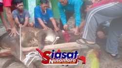 PCM Kerasaan Sembelih 13 Sapi dan 8 Kambing Idul Adha 1447 H, Daging Qurban Disalurkan ke Warga Kurang Mampu di Kelurahan Kerasaan I dan Sekitarnya