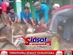 PCM Kerasaan Sembelih 13 Sapi dan 8 Kambing Idul Adha 1447 H, Daging Qurban Disalurkan ke Warga Kurang Mampu di Kelurahan Kerasaan I dan Sekitarnya