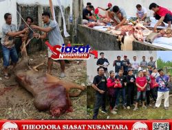 Idul Adha 1447 H Penuh Kebersamaan, PJS Babel Apresiasi Bantuan Sapi Qurban dari PT Timah