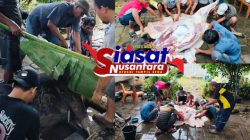 Warga RT.30 Paal Merah Jambi Laksanakan Penyembelihan Sapi Kurban Tiga Hari Setelah Idul Adha